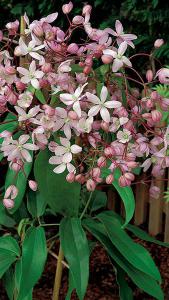 Clematis Armandii Hendersonii Rubra, pretty pink flowers cover this evergreen clematis in Springtime - good sized plants for sale online UK delivery.