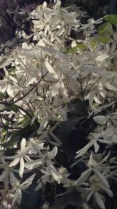 Spring flowers of the Clematis Armandii evergreen climber, for sale online UK