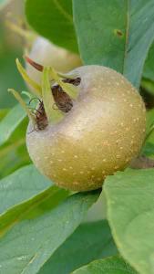 Mespilus Germanica or Common Medlar Fruit trees for sale online UK
