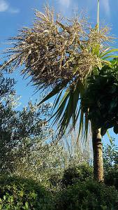 Cordyline Australis Flowering, Hardy Palm specialist nursery, London UK. All plants for sale online, UK delivery