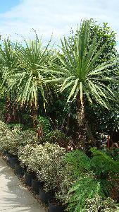 Cordyline Australis, Single Stem Trees, UK