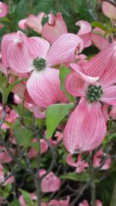 Cornus Florida F Rubra trees in flower, for sale online with UK delivery