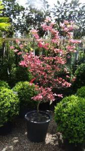 Cornus Florida Sunset Flowers, UK