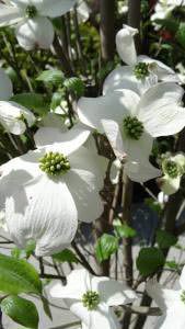Cornus Florida White Cloud in bloom - buy online UK