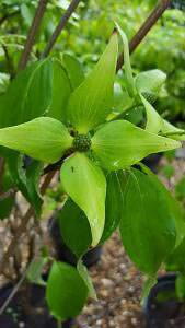 Cornus Kousa Milky Way bracts, great selection of Cornus trees for sale UK with delivery in Scotland, Ireland and the UK