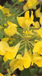 Coronilla Emerus is also known as Hippocrepis Emerus or Scorpion Senna, yellow flowering throughout the summer. Buy online UK delivery.