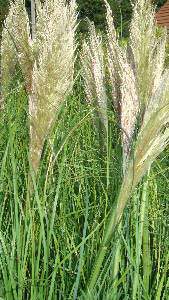 Pampas Grasses - Densely tufted, clump-forming perennial grasses - for sale at our North London garden centre & our online shop.