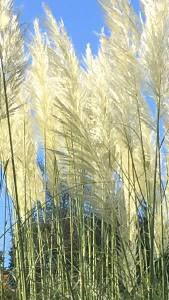 Cortaderia Pampas Grass, For Sale online, UK