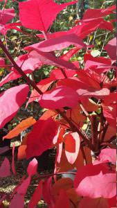 Cotinus Grace in autumn - decorative foliage, UK