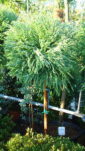 Cryptomeria Japonica Topiary Trees For Sale Online