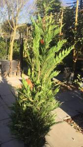 Variegated hedging trees, Cupressocyparis Leylandii Variegata, for sale at our London plant centre UK