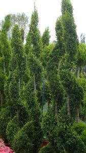 Cupressus Goldcrest spirals UK delivery