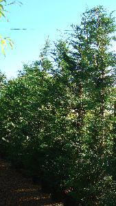 Cupressus Leylandii, 4-5m height, London, UK. Buy our screening trees in London at our garden centre and online with nationwide delivery UK