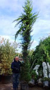 Cupressus Leylandii - fast growing evergreen screening trees, perfect for hedging