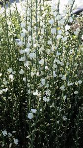 White Warminster broom shrubs, flowering, these are for sale at our UK plant centre