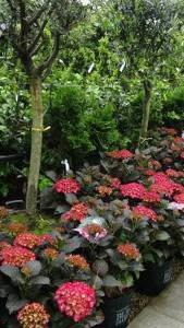 Lacecap Hydrangea Macrophylla Dark Angel for sale online UK