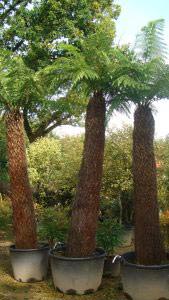 Tasmanian Tree Ferns  Dicksonia Antartica from Tree Fern Specialists Paramount Plants - to buy in London and online.