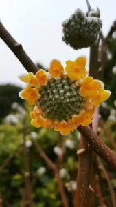 Edgworthia Chrysantha flowering in winter, buy UK