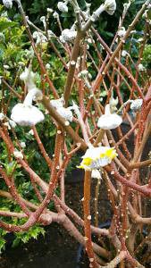 Edgworthia Chrysantha, winter flowering shrubs for sale UK