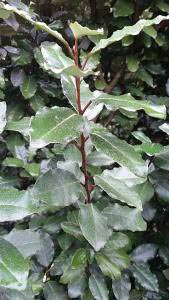 Eleagnus x Ebbingei or Oleaster makes fabulous evergreen hedges - huge selection to buy online UK