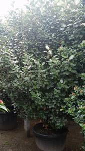 Eleagnus x Ebbingei hedging plants for sale online UK at Paramount Plants in London.