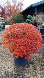 Enkianthus Perulatus showing off its stunning autumn colour