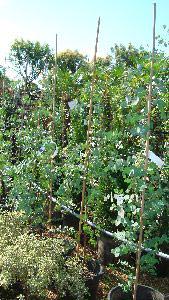 Eucalyptus Plants for Sale Online