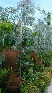 Eucalyptus Trees UK-wide delivery