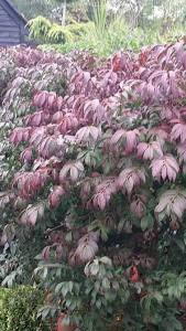 Winged Spindle Tree - autumn foliage. Buy online London garden centre UK