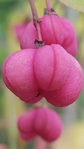 Euonymus Europaeus or Spindle tree flowering in Autumn, good sized plants at reasonable prices online with UK delivery.