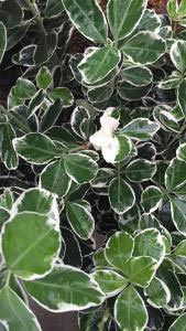 Euonymus Kathy variegated foliage evergreen shrub. Buy online UK