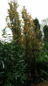 Fagus Sylvatica Dawyck trees for sale online for UK delivery