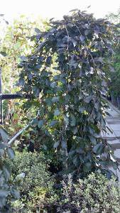 Fagus Sylvatica Purpurea Pendula - WeepingBeech trees to buy online UK