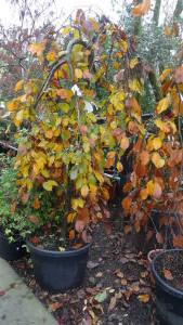 Weeping purple beech trees for sale online with UK delivery
