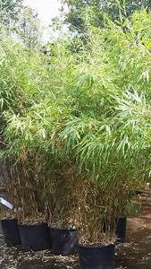 Umbrella bamboos are also known as Fargesia Murielae bamboo for sale online UK