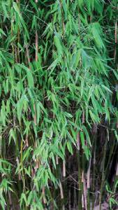 Fargesia Nitida Sichuan bamboo, we have a large collection of bamboos for sale online with UK delivery