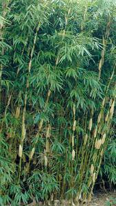 Fargesia Pingwu bamboo with bushy striking foliage, part of our huge bamboo collection. Buy UK delivery.