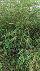 Fargesia Scabrida Asian Wonder bamboo foliage close up - buy online UK delivery