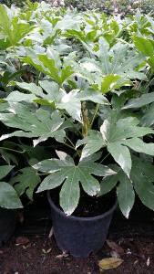 Fatsia Japonica Variegated, For sale Online UK