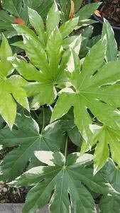Variegated Fatsia Japonica, evergreen shrubs to buy online, UK 