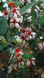 Feijoa Tree in Flower - available at Paramount Plants and Gardens. This Feijoa is for sale online with nationwide delivery UK.