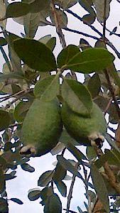 Feijoa Fruits, Feijoa Shrubs, London UK - these are the fruits of the Feijoa Sellowiana tree (Pineapple Guava)