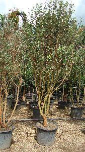 Feijoa Sellowiana Shrubs, Flowering Shrubs, Buy online, Nationwide UK