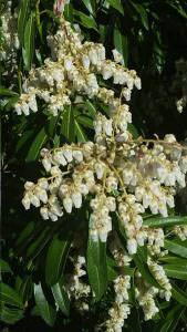 Pieris Flaming Silver flowering, part of our evergreen flowering shrubs collection for sale online UK