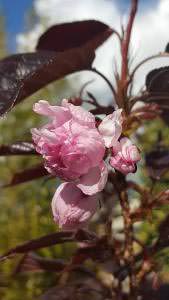 Japanese Cherry - Royal Burgundy just about to flower at our London plant centre. Buy this tree online with UK delivery