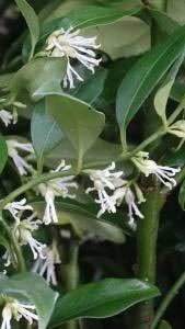 Sarcococca Ruscifolia - fragrant flowers of the Sweet Box shrub - buy UK