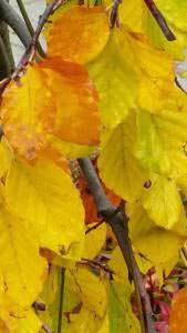 Buy Fastigiate Beech trees online for UK gardens
