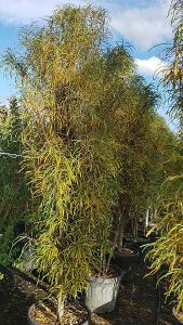 Frangula Alnus Fine Line deciduous shrubs, for sale online with UK delivery.