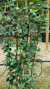 Garrya Elliptica James Roof trained on Frames. Good cover for walls and fences, attractive catkins in winter. Buy UK
