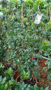 Garrya Elliptica James Roof, also known as the Silk Tassel Bush. grows in partial shade, pretty grey/green catkins in winter. buy UK